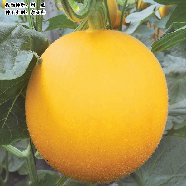 產(chǎn)品名稱